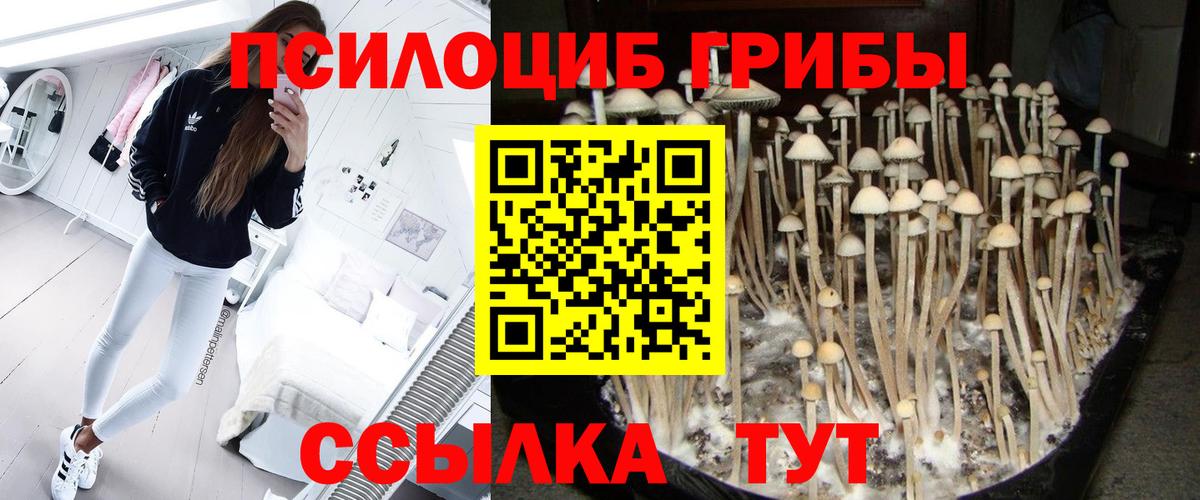 Псилоцибиновые грибы Psilocybe Печора